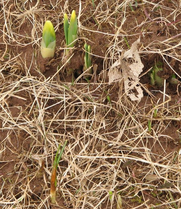 Daffodils & Crocus, April , 2009...
