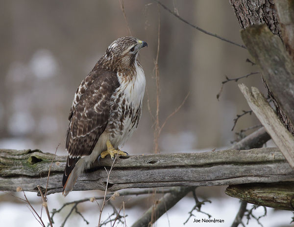 4/ The hawk visually, followed the trail the squir...