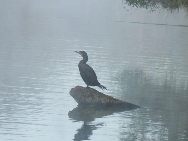 Misty morning cormorant...