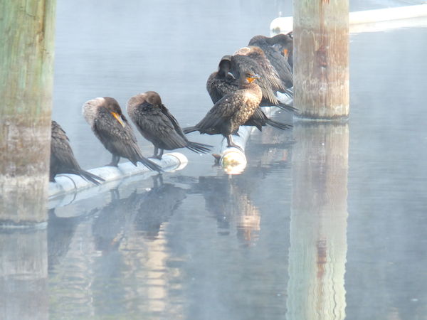 Cormorants in a row....