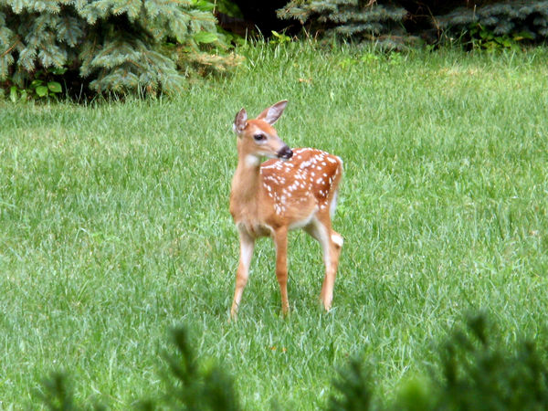 Young visitor in our backyard...