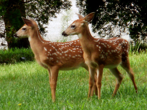 Siblings deerest walking our green grass...