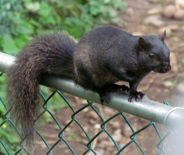 My fav.-black squirrel coming over for a wack at t...