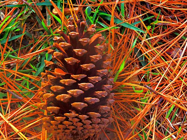 Pinecomb with happy grass...