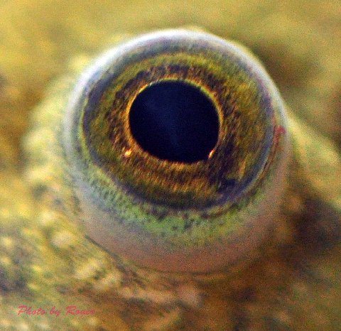 The eye of the frog...
