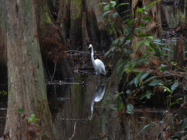 #2    swamp bird...