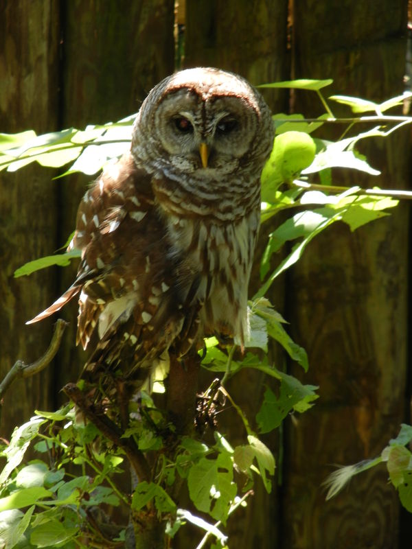 #5   owl...