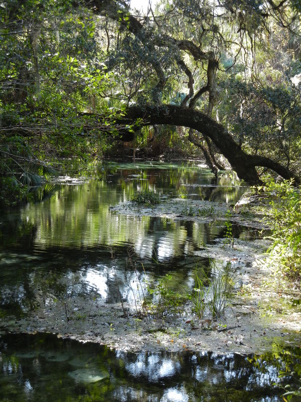 #6    Swamp trees...
