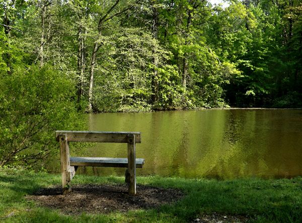 Bench at Bradley Woods Reservation, Ohio...