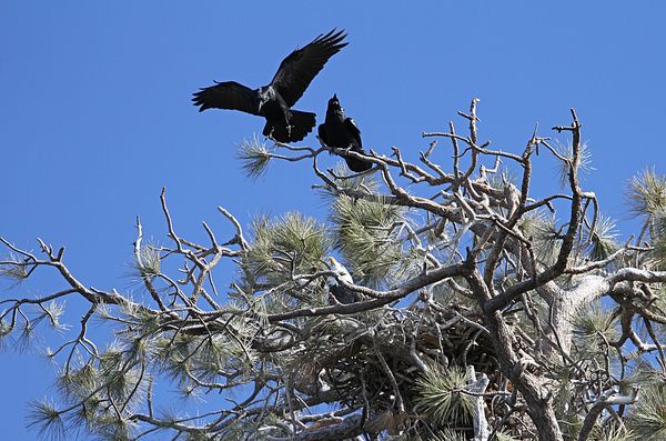 Black birds harassing the eagle in nest...