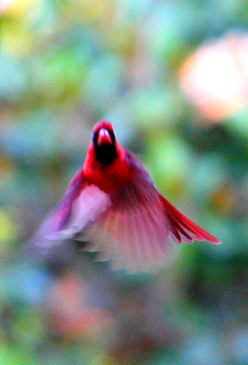 Cardinal in Flight......