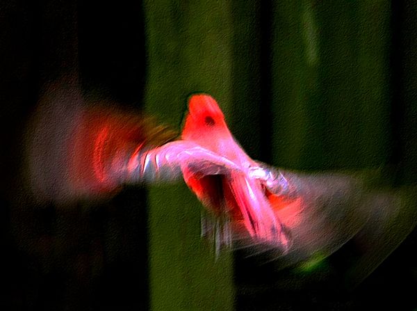 Cardinal in Flight...