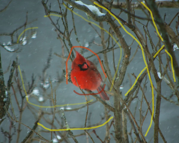 Top of Cardinal's body forms an arch and curved li...
