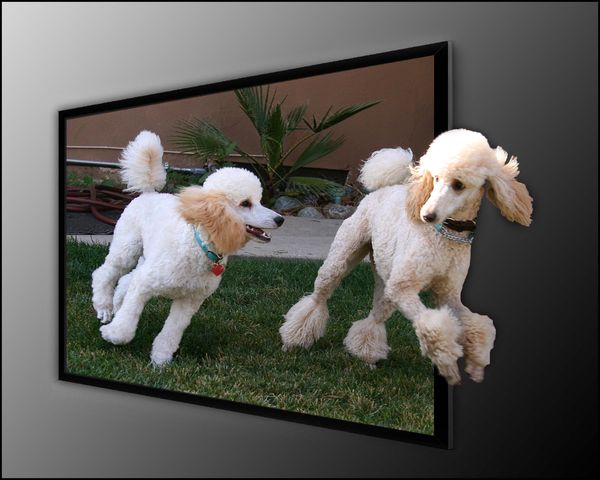 The Poodles of Claremont...