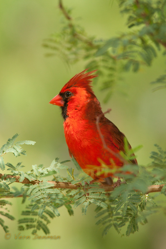 Just an old red bird....