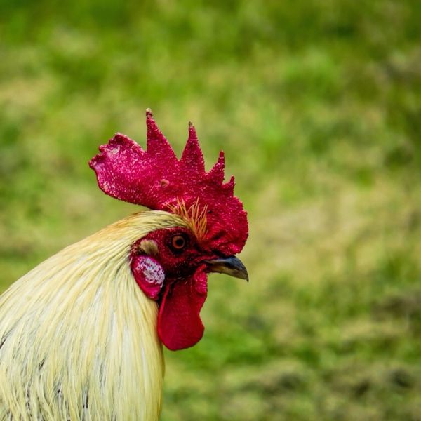 Hawaiian rooster...