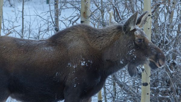Moose Profile...