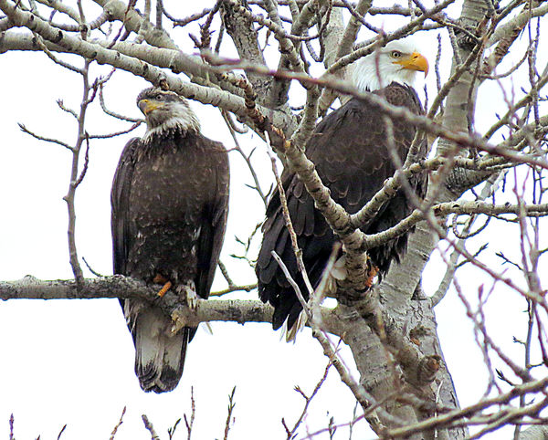 Not quite adult bald eagle on the left...