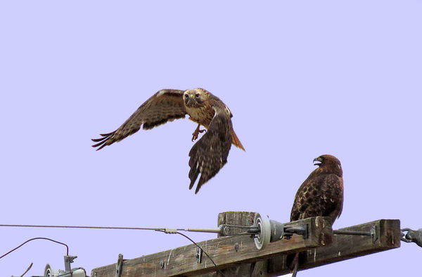 Red tail hawks...