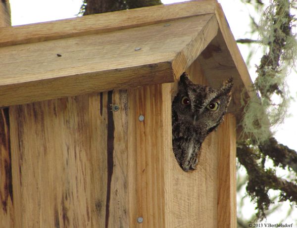 Screech owl - kestrel: I put up some nest boxes for kestrels on our ...