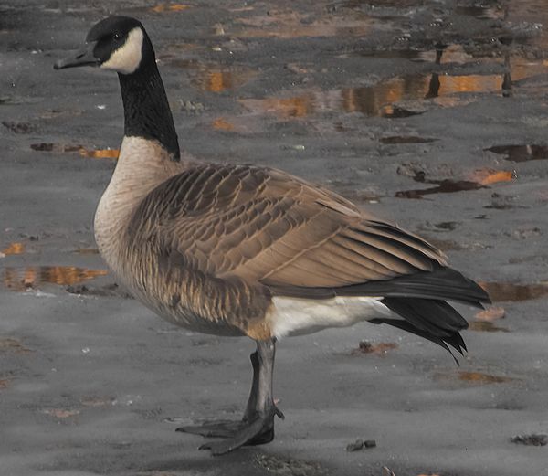 I thought Canada Geese flew south for the winter. ...