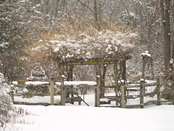Jacobsburg Hummingbird Garden in the Snow...