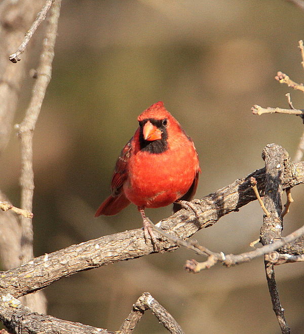 red bird...