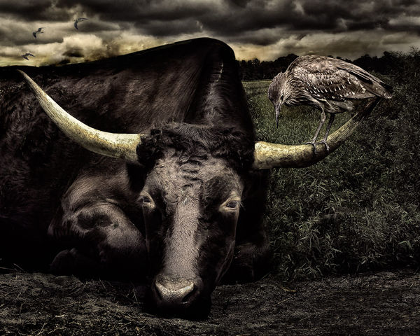 Taking the Bull by The Horns...