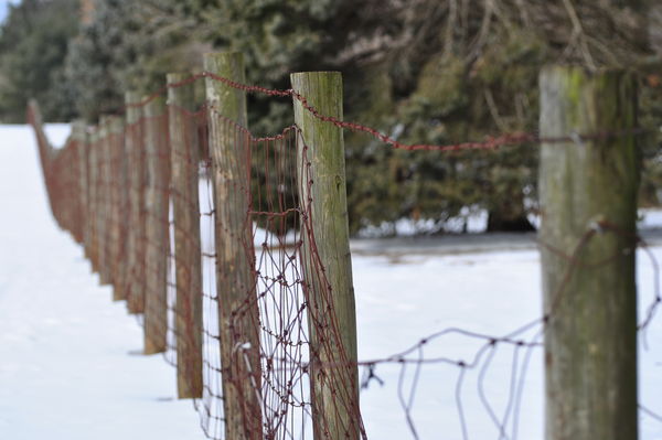 Then old farm fence on my way home......
