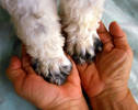The hands that love puppies. At my dog training cl...