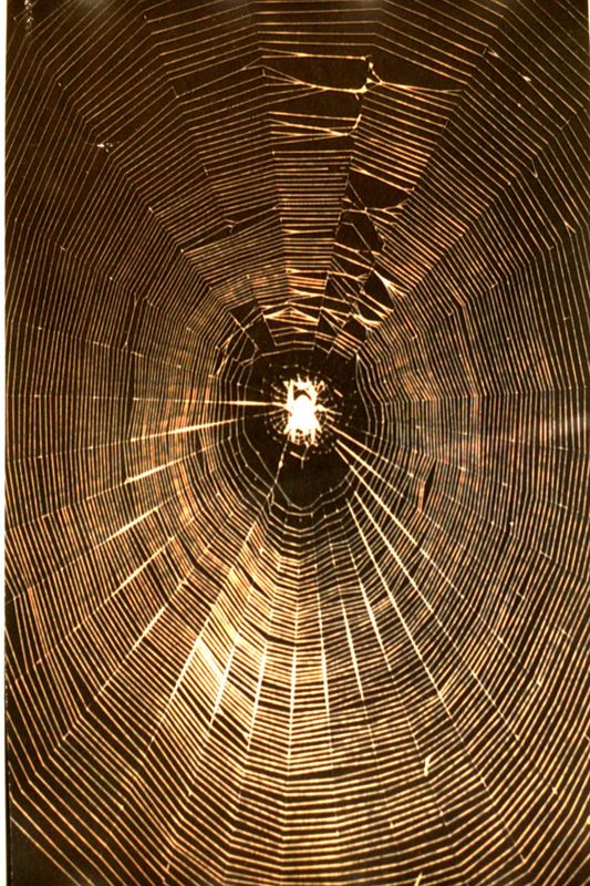 Spider in his web...
