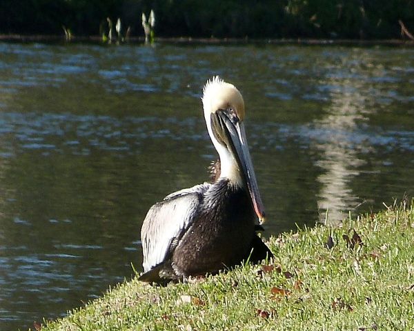Pelican sunning...
