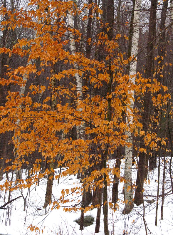 A little color from a cold beech....