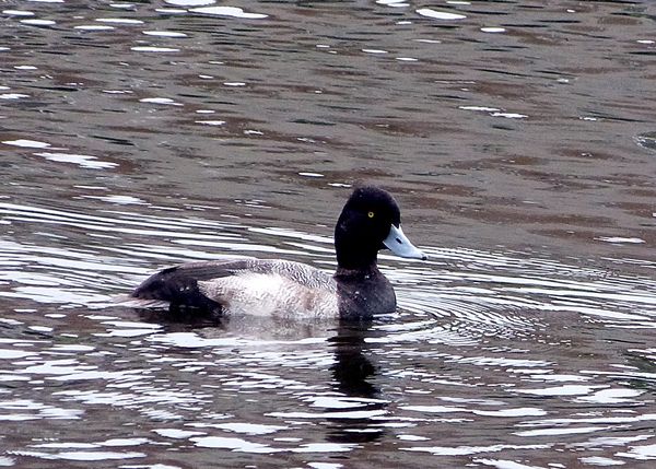 the scaup returned about a week ago!...