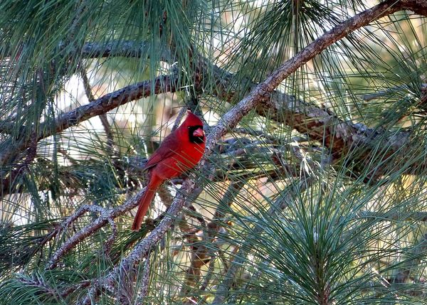 beautiful (as always!) cardinal...