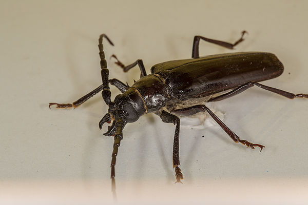 Palo Verde Root Borer beetle (Derobrachus geminatu...