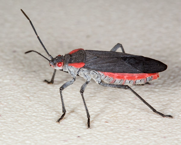 Red-Shouldered bug aka Goldenrain-tree bug (Jadera...