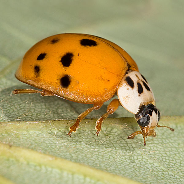 Multi-Colored Asian Lady beetle (Harmonia axyridis...