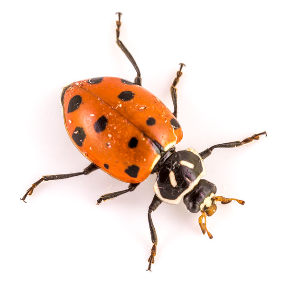 Convergent Lady beetle (Hippodamia convergens) a C...