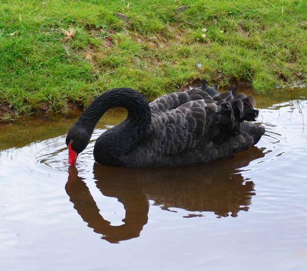Black swan reflected...
