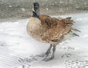 Canadian Goose in the first inch of what is foreca...