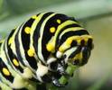 Swallowtail Larva: an eating machine for a butterf...