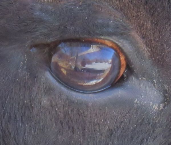 Bison's eye reflecting the farm land and buildings...