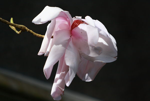 (Large) Magnolia Blossom - Color...