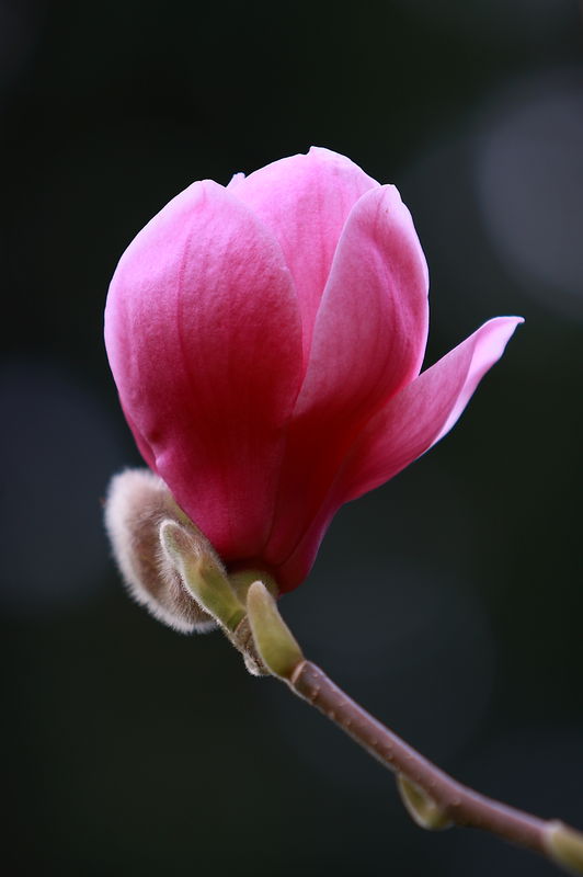 Another Magnolia...just starting to open....