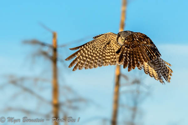 Northern Hawk Owl...