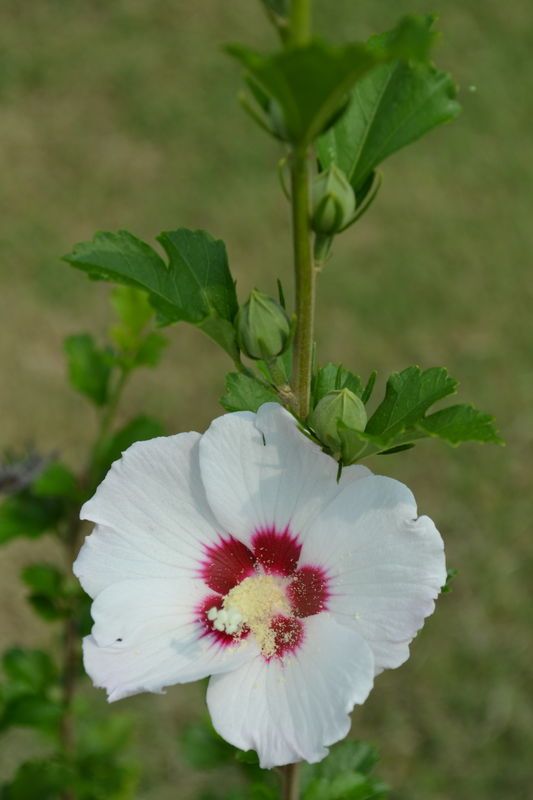 Rose Of  Sharon in my front yard summer 2013...