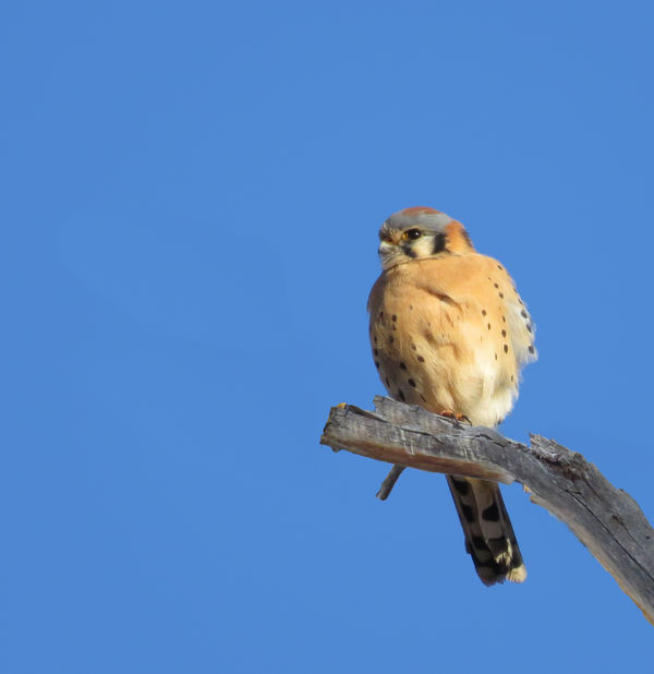 American Kestrel was sitting on a telephone wire. ...