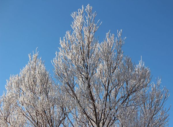 Frosty Willow...