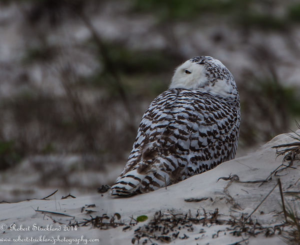 My  first look at a Snowy Owl...